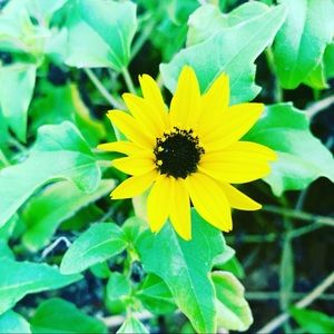 Meet your Posher, Bella